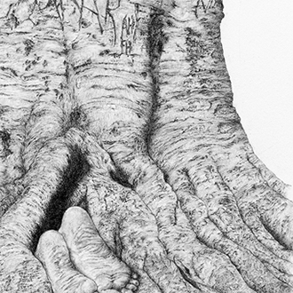 Pencil drawing a ficus tree trunk with feet sticking out of the roots